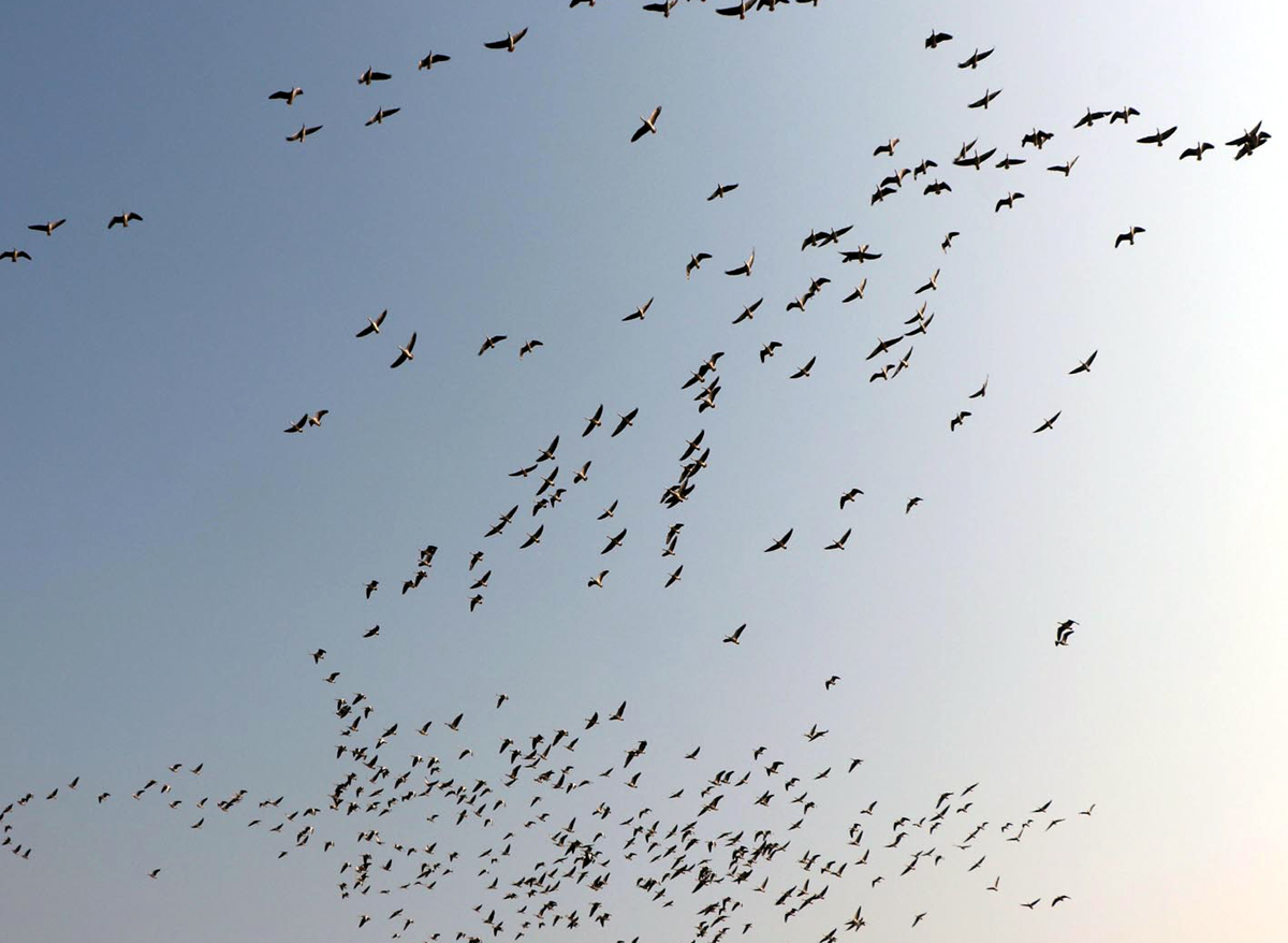 A flock of Bar-headed geese flying over a swamp as migratory birds arrive in R S Pura area in Jammu (UNI)