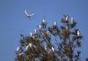 A flock of Cattle Egrets resting on a tree after an intermittent winter rain in Mendhar in Poonch district on Tuesday (UNI)