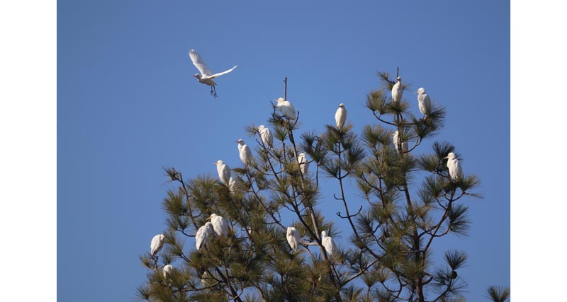 A flock of Cattle Egrets resting on a tree after an intermittent winter rain in Mendhar in Poonch district on Tuesday (UNI)