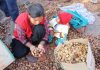 A worker cracks walnuts at a unit in Jammu. (UNI)