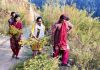 Women collecting Tagetes Minuta in Bhaderwah. -Excelsior/Tilak Raj