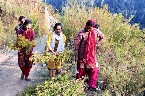 Women collecting Tagetes Minuta in Bhaderwah. -Excelsior/Tilak Raj