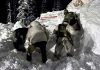 Army and General Reserve Engineer Force (GREF) rescuing 30 stranded civilians who were stuck on the Kupwara-Tangdhar road on Tuesday. (UNI)