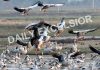 Migratory bar-headed geese land at Gharana wetland in R S Pura area of Jammu. —Excelsior/Rakesh