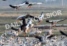 Migratory bar-headed geese land at Gharana wetland in R S Pura area of Jammu. —Excelsior/Rakesh
