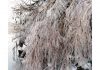 As Valley witnesses bone chilling cold, a view of frozen tree branches on early Friday morning in Srinagar. -Excelsior/Shakeel