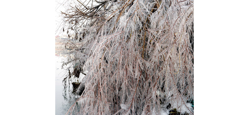As Valley witnesses bone chilling cold, a view of frozen tree branches on early Friday morning in Srinagar. -Excelsior/Shakeel