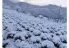 Delightful view of fresh snow coated Lavender plants at Chinta valley in Bhaderwah area of Doda district. — Excelsior/Tilak Raj