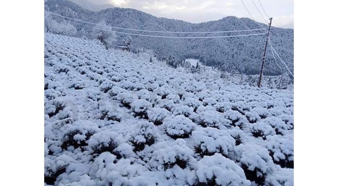 Delightful view of fresh snow coated Lavender plants at Chinta valley in Bhaderwah area of Doda district. — Excelsior/Tilak Raj
