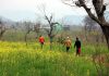 People walk through fully bloomed mustard fields in Mendhar on Tuesday. -Excelsior/Rahi Kapoor