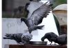 Pigeons enjoying morning food on wall of a house in Jammu. —Excelsior/Rakesh