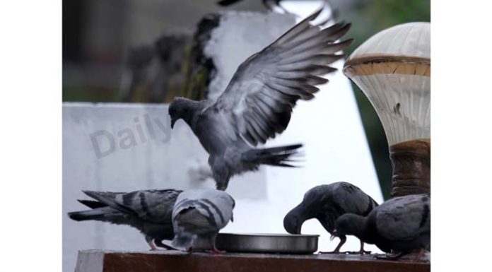 Pigeons enjoying morning food on wall of a house in Jammu. —Excelsior/Rakesh