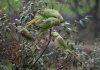 Parakeets sit on the branches of a tree eating fruits in Mendhar area of Poonch district. —Excelsior/Rahi Kapoor