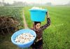 A woman carries Mushroom from her field to home on the outskirts of Jammu. — Excelsior/Rakesh