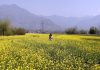 Boys taking pictures in the middle of a mustard field in Tailbal area of Hazratbal on Monday. —Excelsior/Shakeel