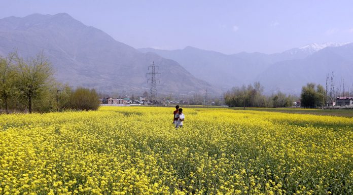 Boys taking pictures in the middle of a mustard field in Tailbal area of Hazratbal on Monday. —Excelsior/Shakeel