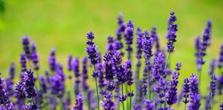 Six Lakh Lavender Free Seedlings Distributed Among 750 Farmers In J&K, Uttarakhand