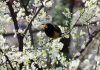 A bird sits on the branch of a tree in bloom at Mendhar in Poonch district. — Excelsior / Rahi Kapoor