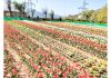 A view of Highland Park with Tulip bulbs in full bloom at Kud in Udhampur district. (UNI)