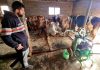 Tahir Ahmad Rather milking cows at his farm in Bandipora using machine. —Excelsior/Aabid Nabi
