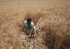 A woman harvesting wheat crop on the outskirts of Jammu. —Excelsior/Rakesh