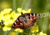 Colorful view of Butterfly on full bloomed flower in a mustard field in Tailbal area of Hazratbal. —Excelsior/Shakeel