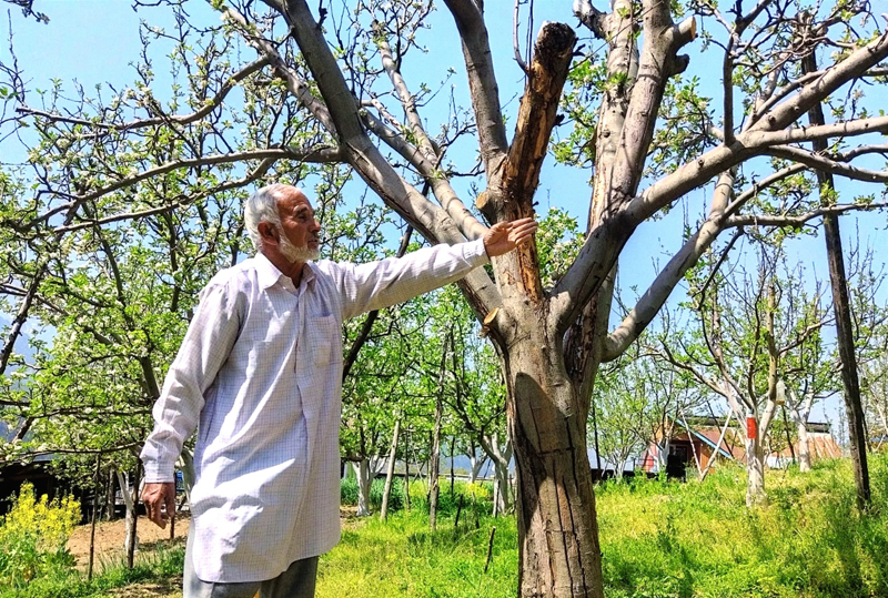 Farmers in Bhaderwah lack modern technology like disease forcasting system. Farmers in Bhaderwah lack modern technology like disease forcasting system.