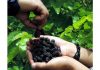 Farmers plucking Mulberry at a farm on the outskirts of Srinagar on Monday.(UNI)