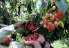 The harvesting of Cherry crop in Kashmir valley is in full swing and the farmers are satisfied with the production despite early hot weather conditions. (UNI)