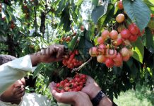The harvesting of Cherry crop in Kashmir valley is in full swing and the farmers are satisfied with the production despite early hot weather conditions. (UNI)