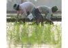 Labourers plant paddy saplings at a field on outskirts of Jammu. -Excelsior/Rakesh