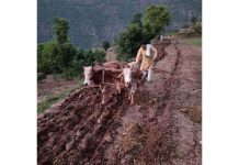 DDC Reasi Chairman Sarf Singh Nag ploughing his field in village Kothru in Devigarh area of Reasi on Sunday. -Excelsior/Romesh Mengi