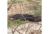 Body of the intruder shot dead by the BSF along International Border in R S Pura sector of Jammu on Monday. (UNI)