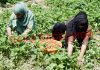 Strawberries being picked at a farm in Gassu on the outskirts of Srinagar. - Excelsior/Shakeel