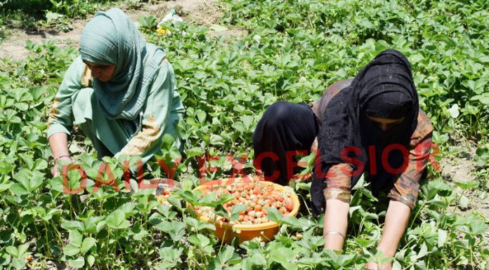Strawberries being picked at a farm in Gassu on the outskirts of Srinagar. - Excelsior/Shakeel