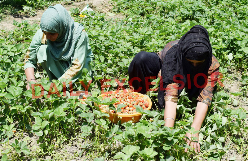 Strawberries being picked at a farm in Gassu on the outskirts of Srinagar. - Excelsior/Shakeel