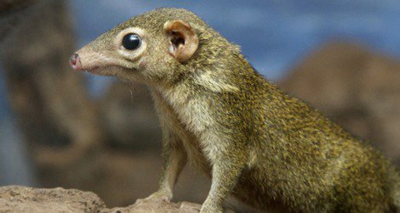 Tree Shrew