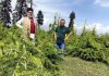 Abdul Hamid Bhat (56) known as tree man of Kashmir has planted over two lakh trees and fixed a target of planting 10 lakh trees by 2030. (UNI)
