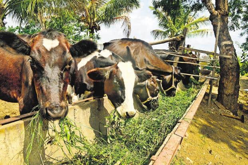 DM Bans Bovine Transportation From Jammu District DM Bans Bovine Transportation From Jammu District