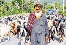 Bakerwals start returning to plains in Kashmir. —Excelsior/Shakeel