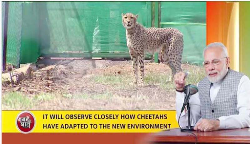 PM Modi said a task force has been constituted to take care of the cheetahs.