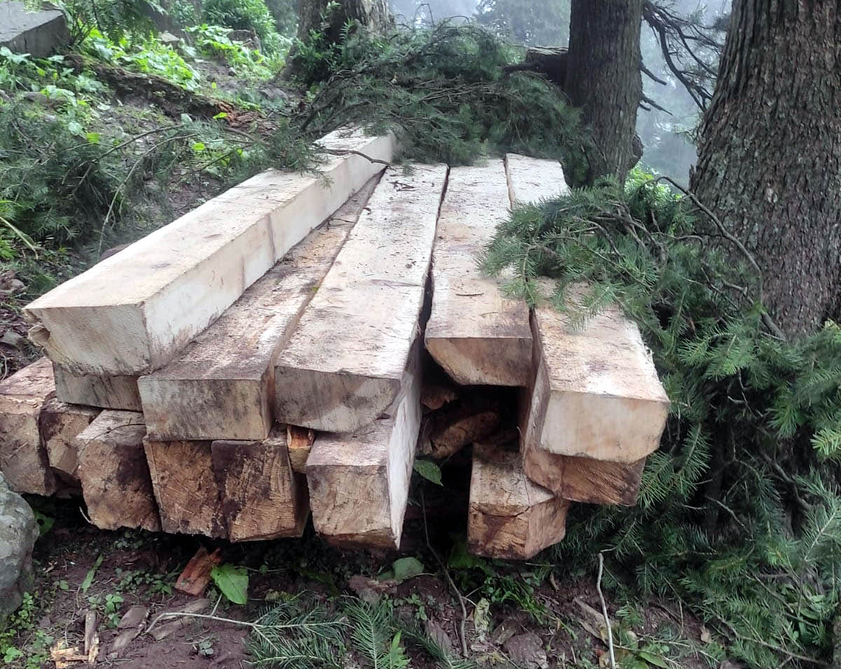 Timber sleepers seized from Mahore forest area by the DFO on Tuesday. Timber sleepers seized from Mahore forest area by the DFO on Tuesday.