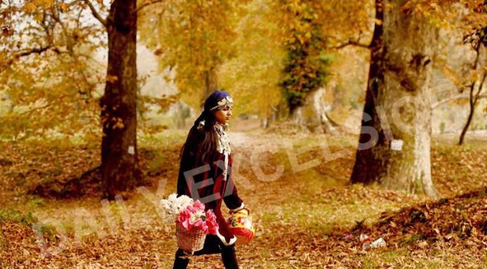 Tourist walks on Chinar leaves during the autumn season in Nishat Garden in Srinagar. -Excelsior/Shakeel