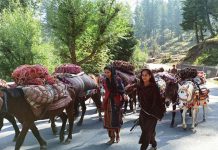 Nomads move towards plains from upper reaches in Ramban. —Excelsior/Parvaz Mir