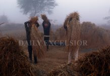 Farmers work in their field on the outskirts of Jammu. -Excelsior/Rakesh