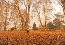 Leaves of Chinar leaves the warm months of Autumn in Kashmir valley at an orchard in Srinagar on Saturday. (UNI)