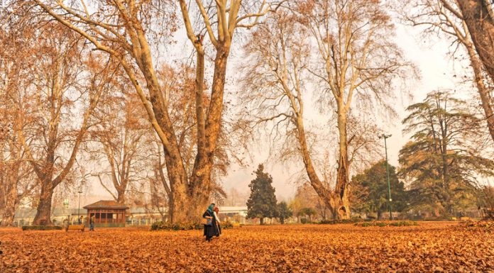 Leaves of Chinar leaves the warm months of Autumn in Kashmir valley at an orchard in Srinagar on Saturday. (UNI)
