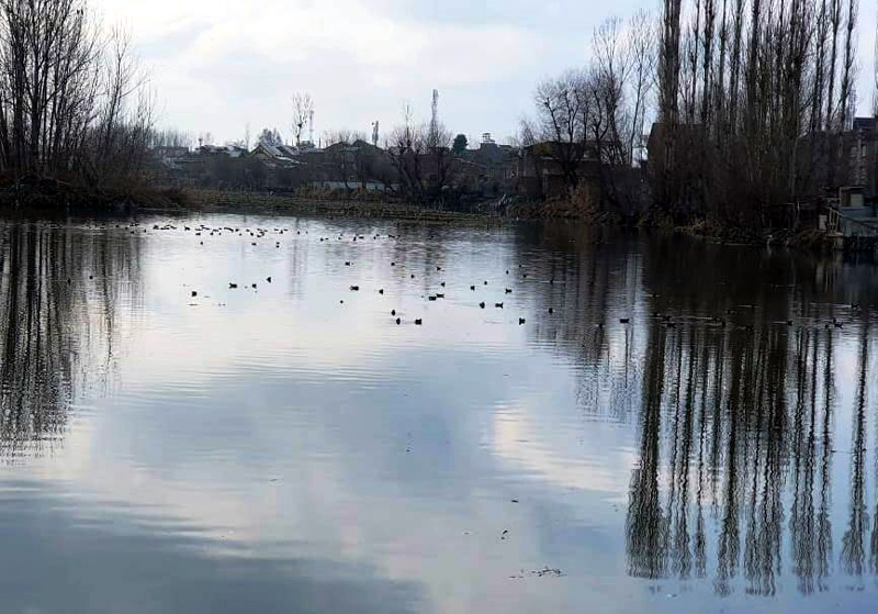 Migratory birds visit Khushal Sar lake after three decades.