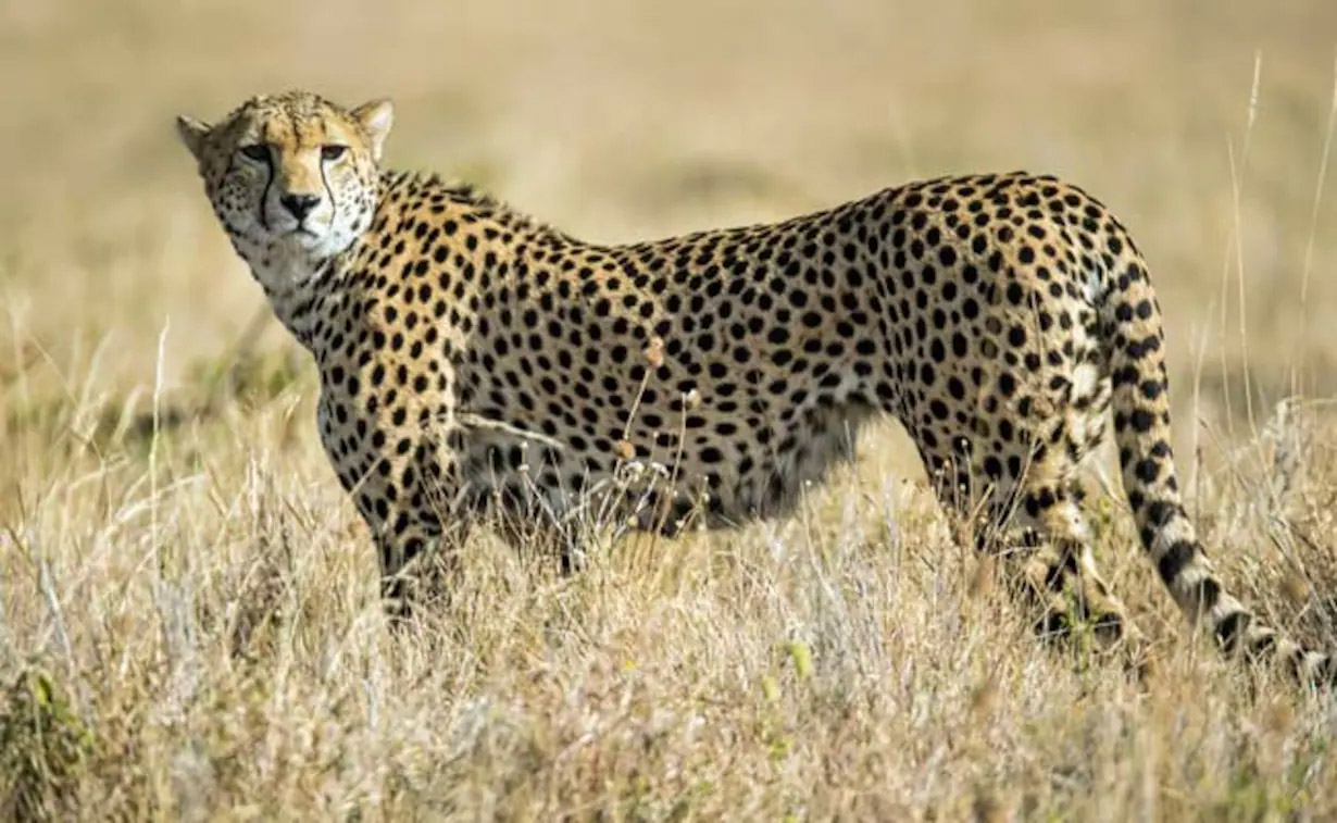 CHEETAH
