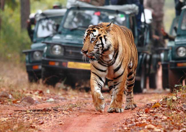 Judicial Overreach-Stymieing Eco Tourism in Tiger Reserves